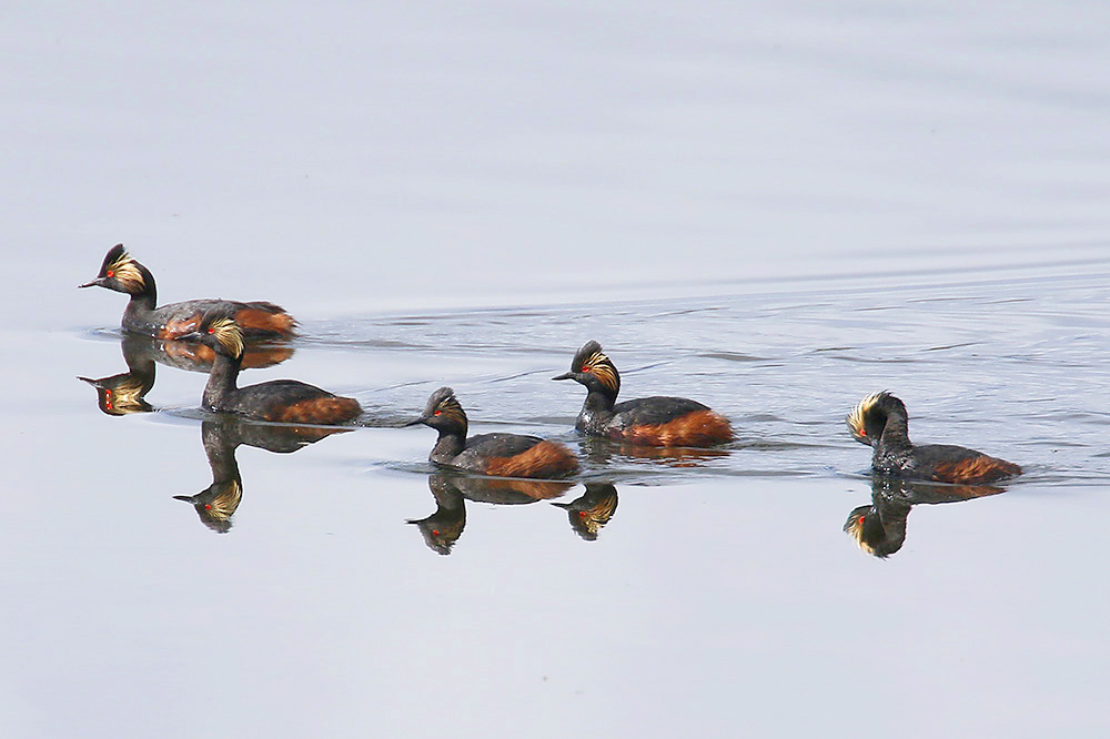 Black-necked Grebe by Mick Dryden