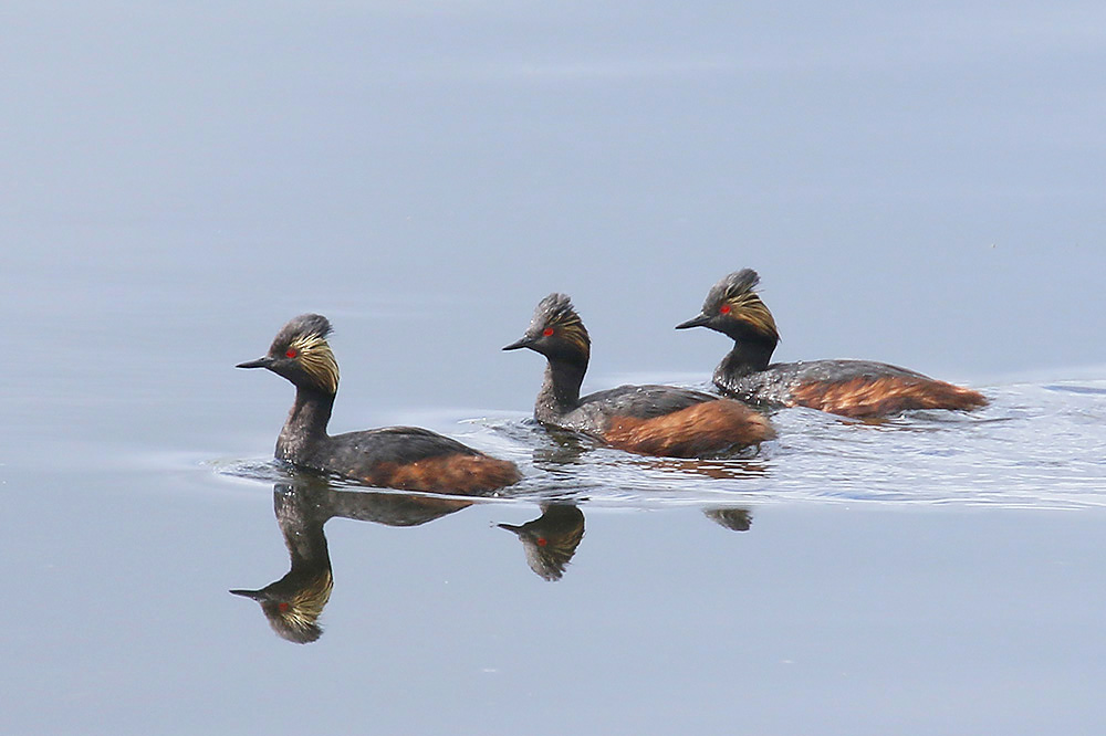 Black-necked Grebe by Mick Dryden