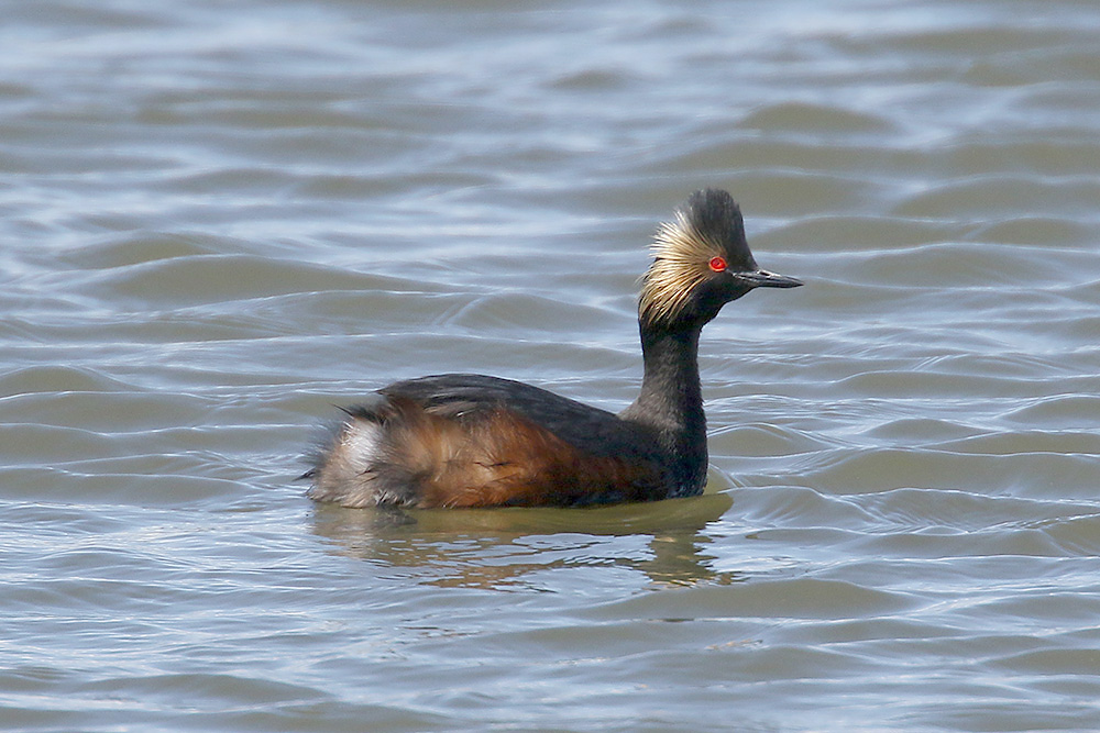 Black-necked Grebe by Mick Dryden