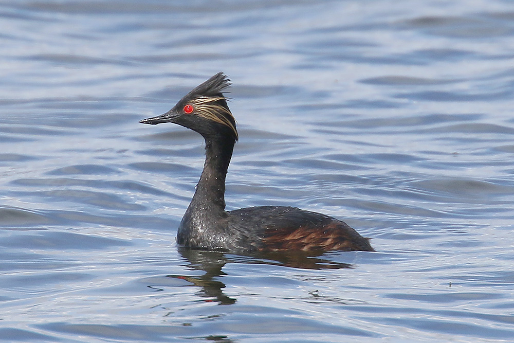 Black-necked Grebe by Mick Dryden