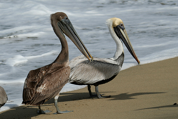 Brown Pelican by Mick Dryden