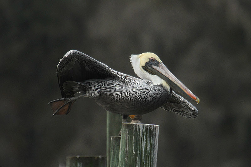 Brown Pelican by Mick Dryden