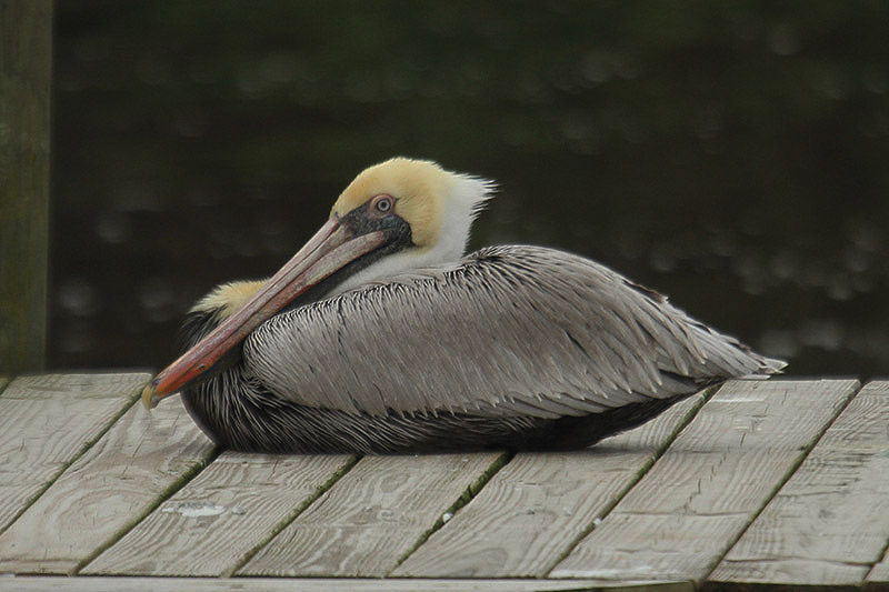 Brown Pelican by Mick Dryden