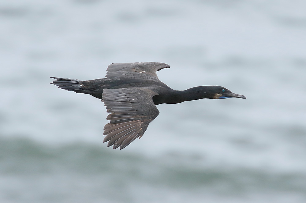 Brandt's Cormorant by Mick Dryden