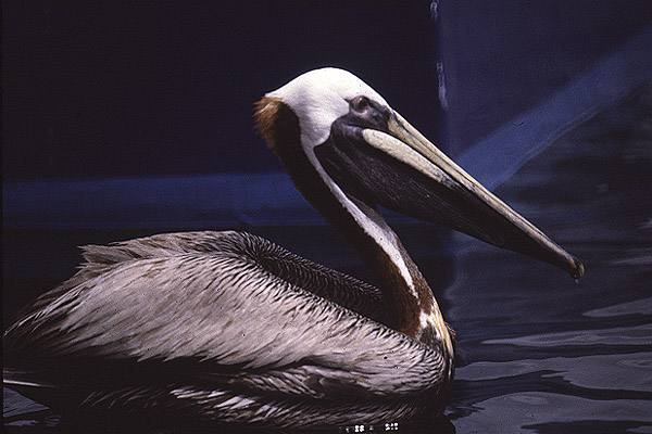 Brown Pelican by Mick Dryden