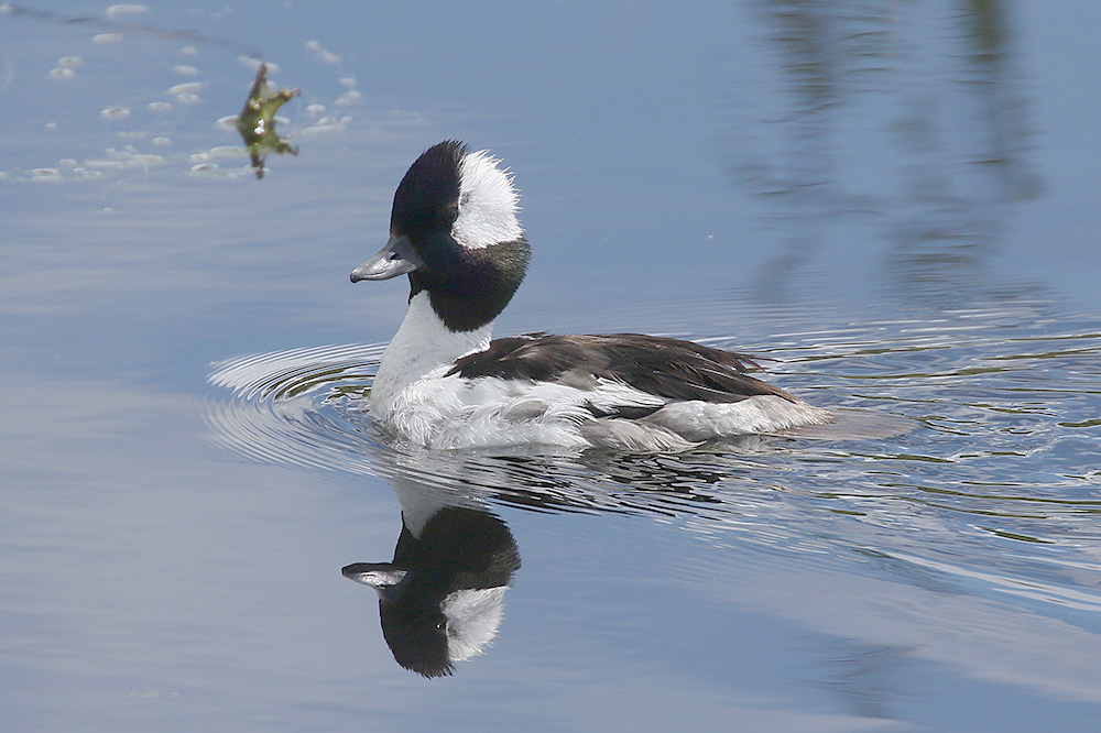 Bufflehead by Mick Dryden