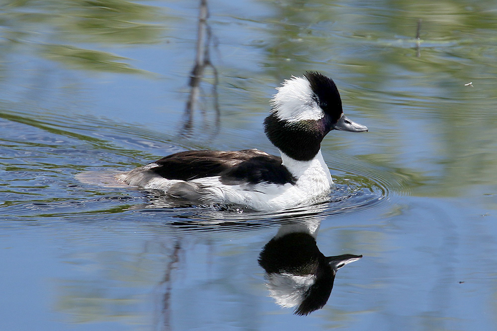 Bufflehead by Mick Dryden