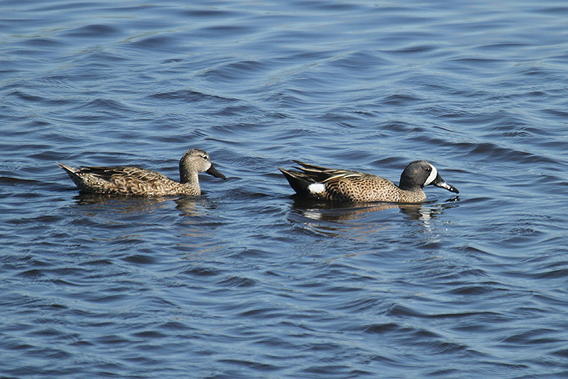 Blue-winged Teal by Mick Dryden