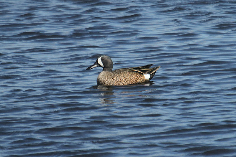 Blue-winged Teal by Mick Dryden