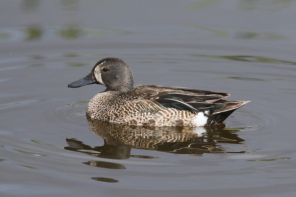 Blue-winged Teal by Mick Dryden