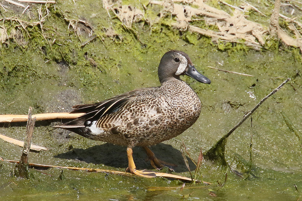 Blue-winged Teal by Mick Dryden