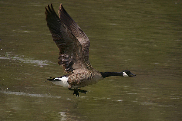 Canada Goose by Mick Dryden