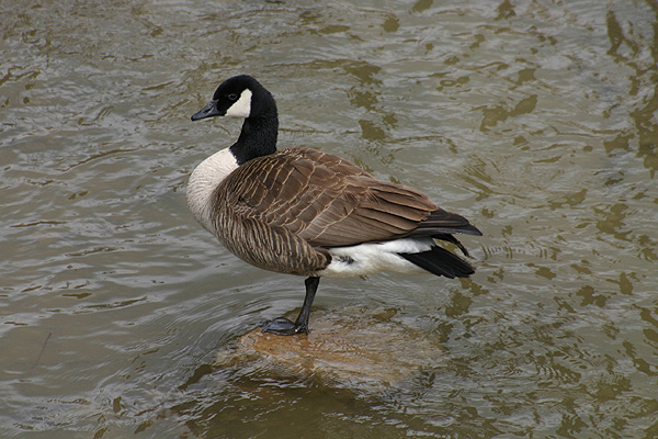 Canada Goose by Mick Dryden