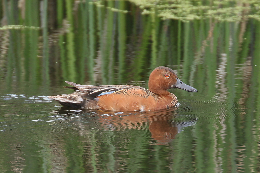 Cinnamon Teal by Mick Dryden