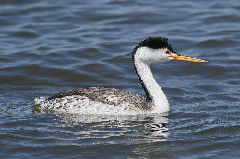 Clark's Grebe by Mick Dryden