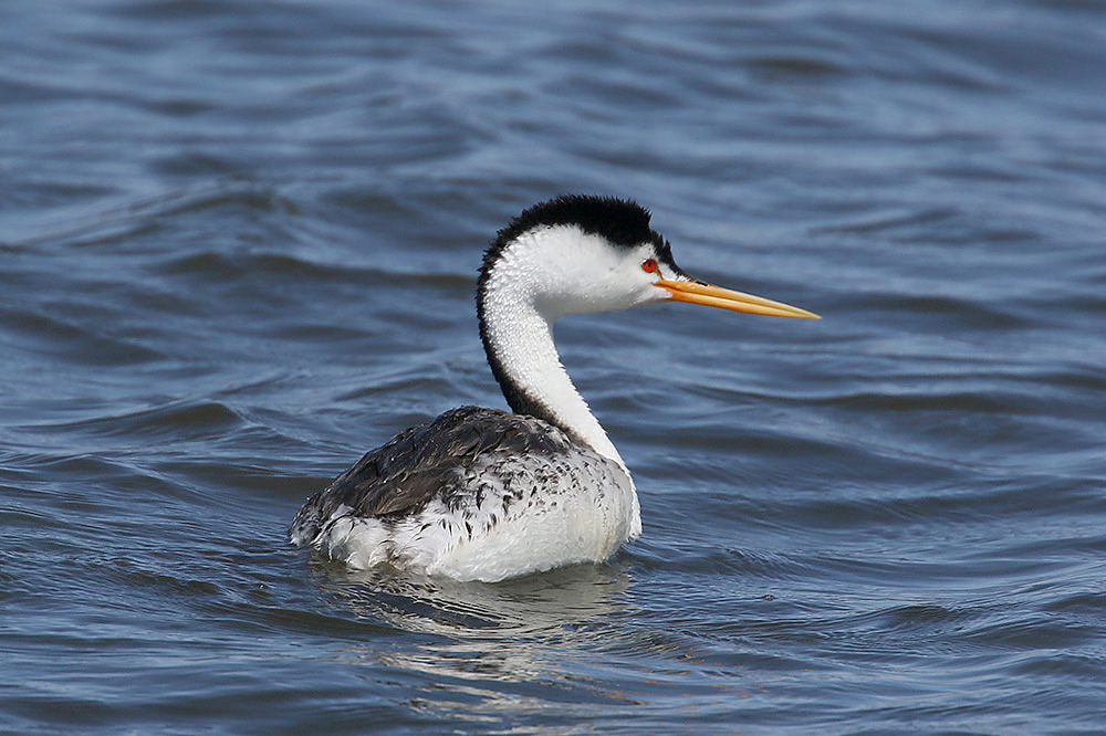 Clark's Grebe by Mick Dryden