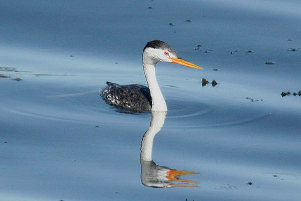 Clark's Grebe by Mick Dryden