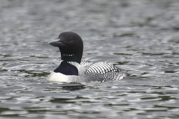 Common Loon by Mick Dryden