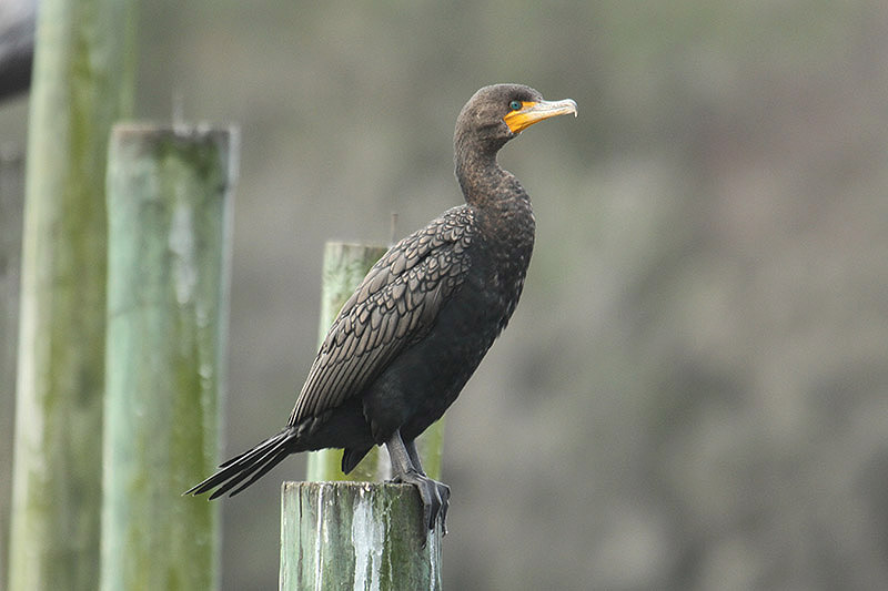 Double-crested Cormorant by Mick Dryden
