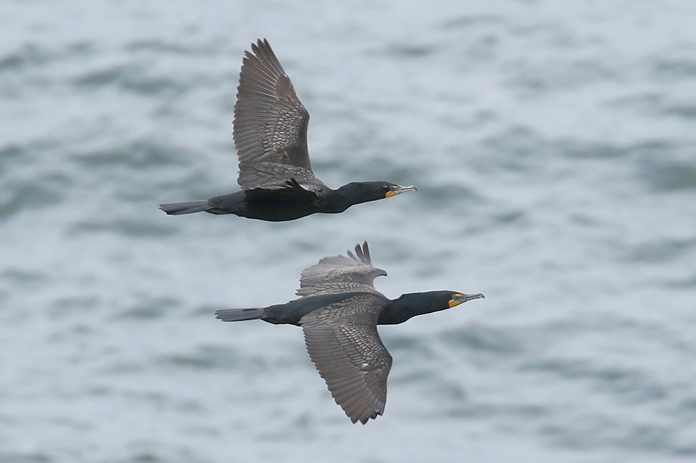 Double-crested Cormorant by Mick Dryden
