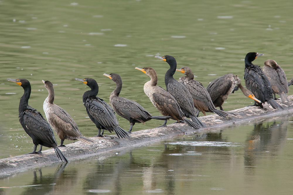 Double-crested Cormorant by Mick Dryden