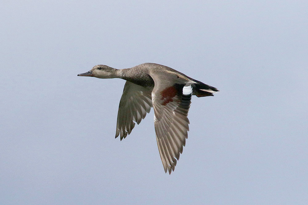 Gadwall by Mick Dryden