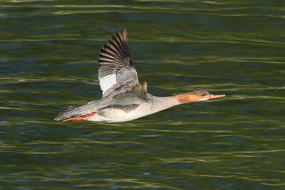 Goosander by Mick Dryden