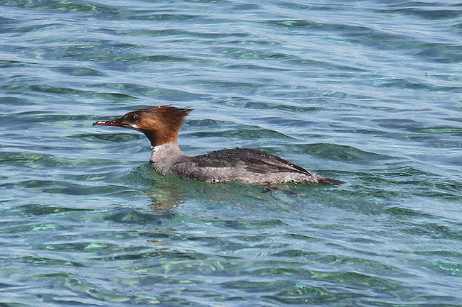 Goosander by Mick Dryden