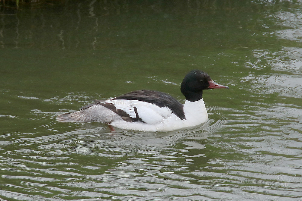 Goosander by Mick Dryden