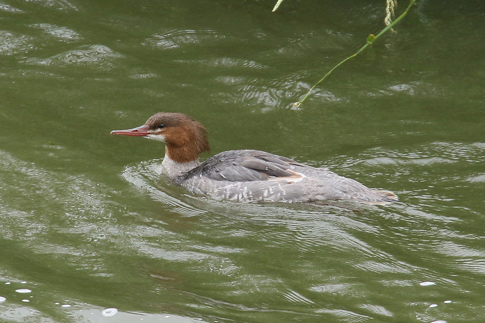 Goosander by Mick Dryden
