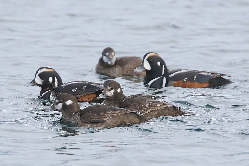 Harlequin Duck by Mick Dryden