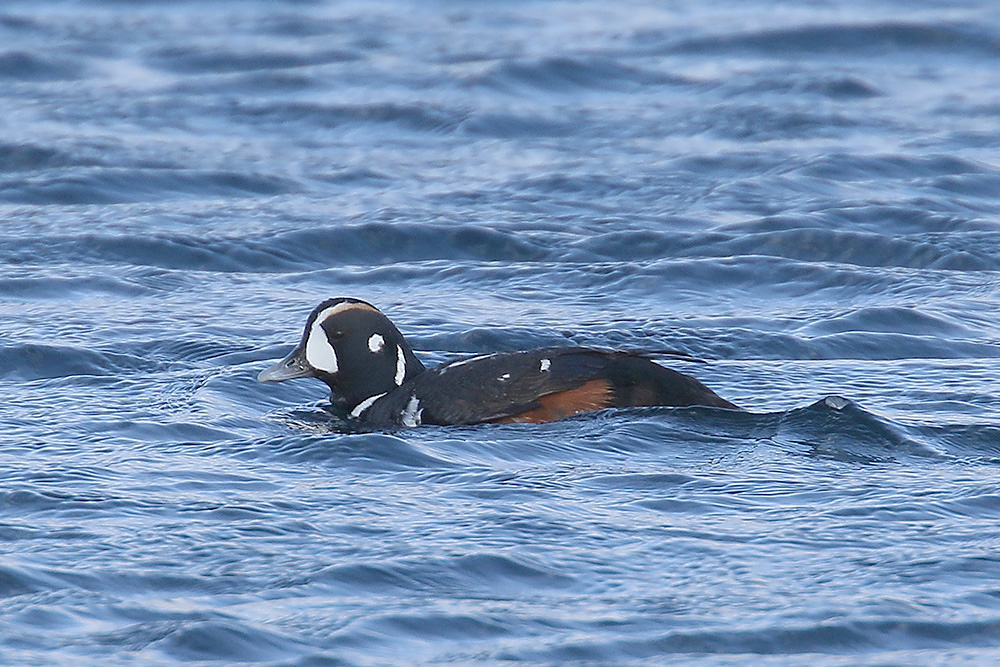 Harlequin Duck by Mick Dryden