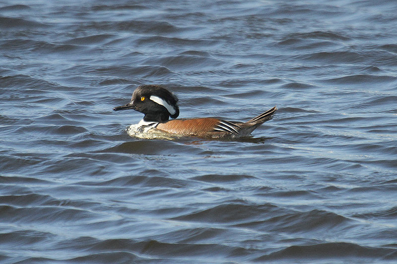 Hooded Merganser by Mick Dryden