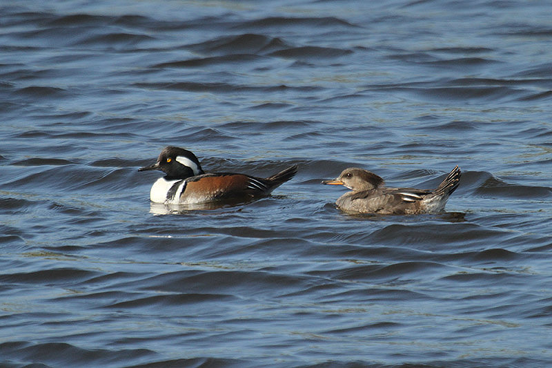 Hooded Merganser by Mick Dryden