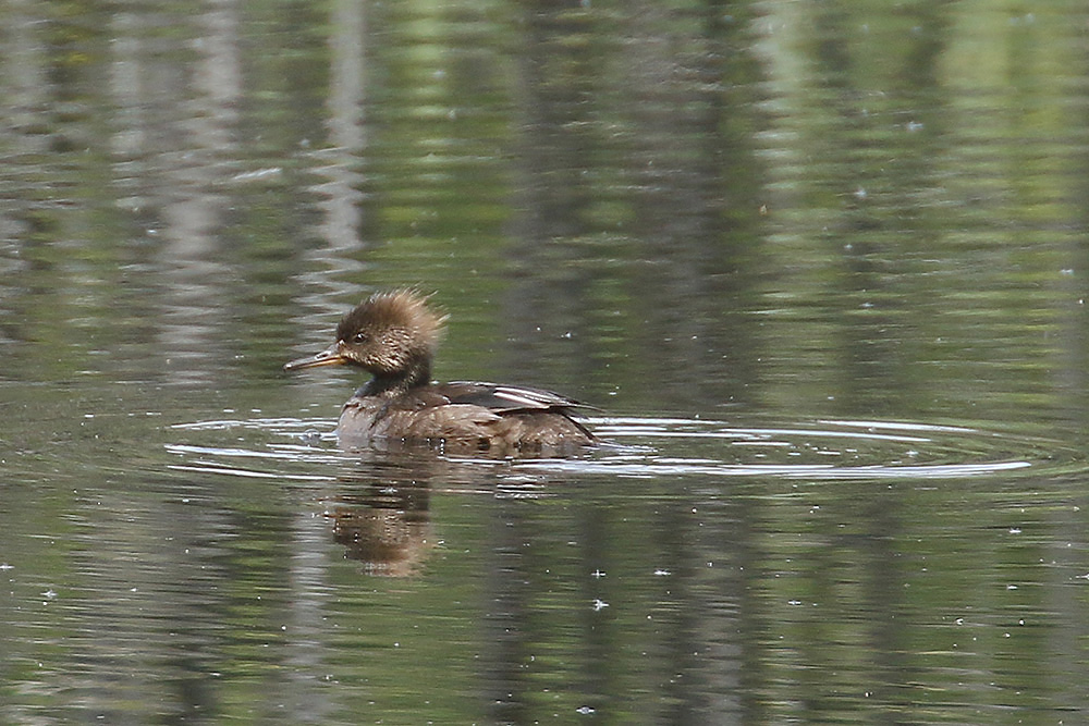 Hooded Merganser by Mick Dryden