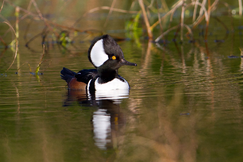 Hooded Merganser by Miranda Collett