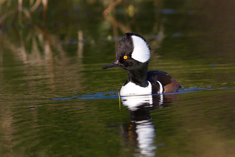 Hooded Merganser by Miranda Collett