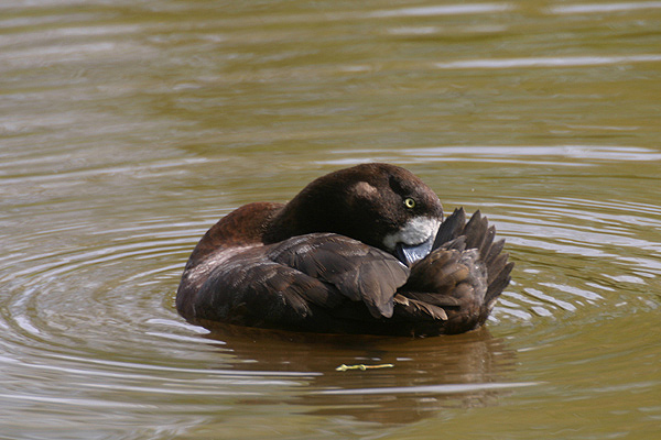 Lesser Scaup by Mick Dryden