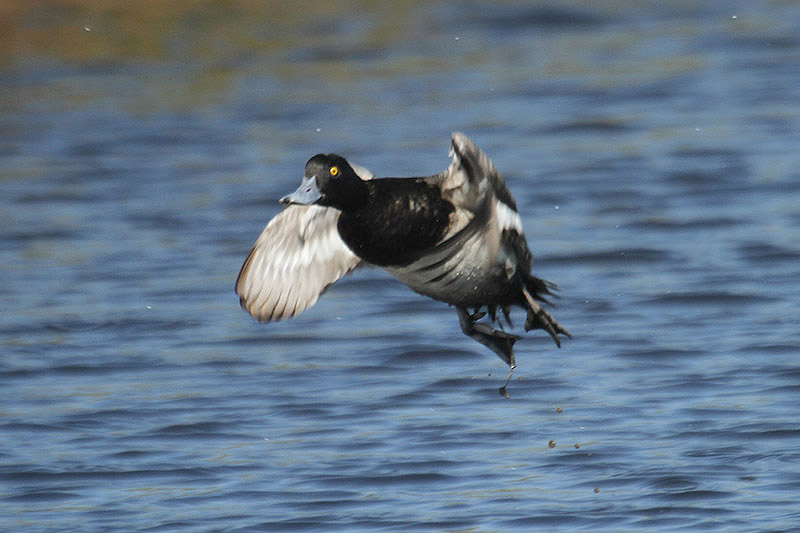 Lesser Scaup by Mick Dryden