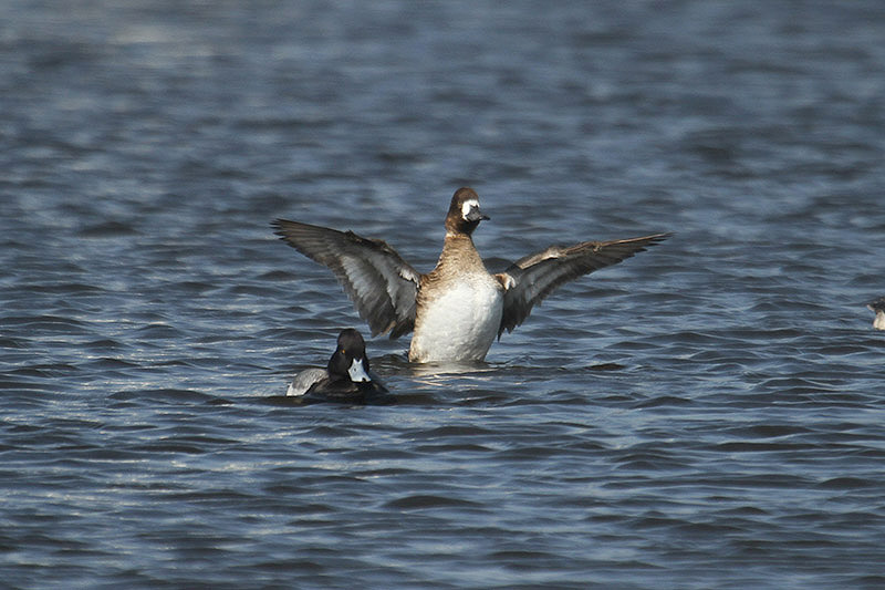 Lesser Scaup by Mick Dryden