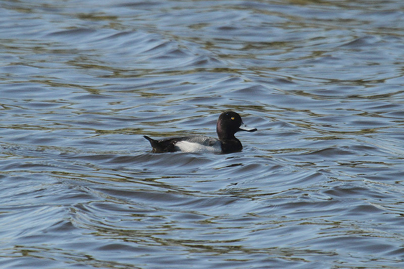 Lesser Scaup by Mick Dryden