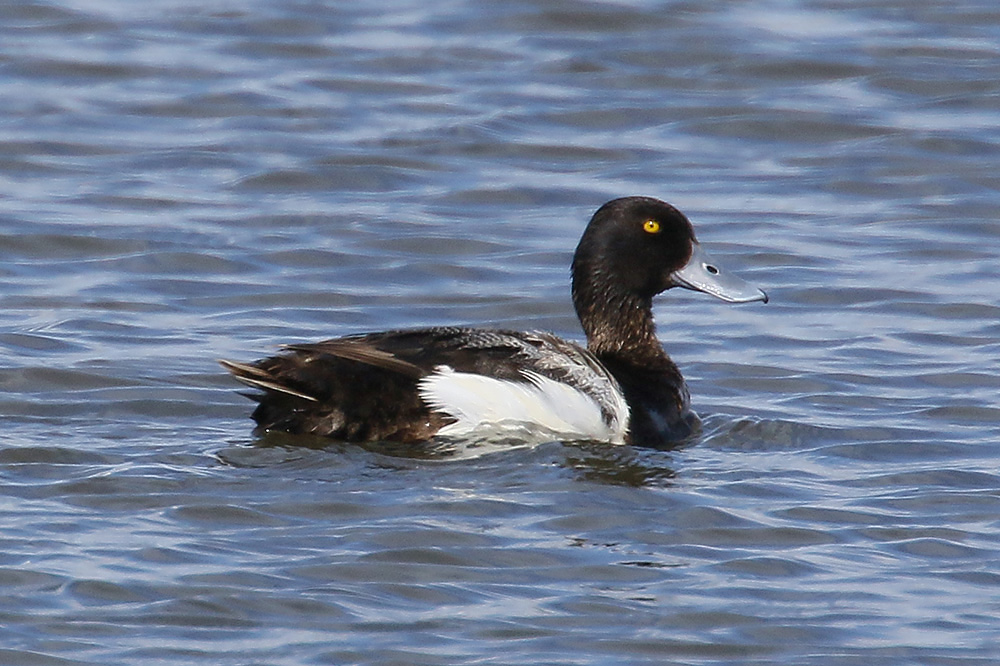 Lesser Scaup by Mick Dryden