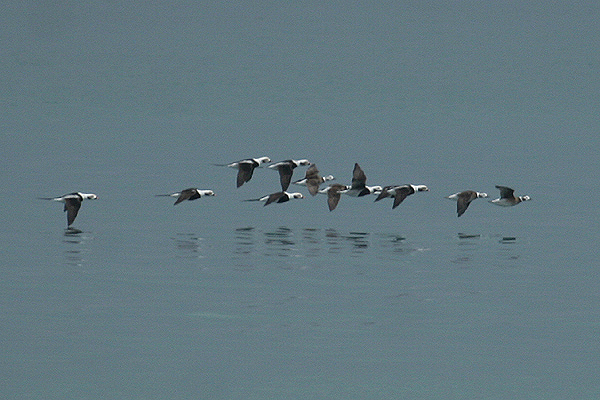 Long-tailed Duck by Mick Dryden