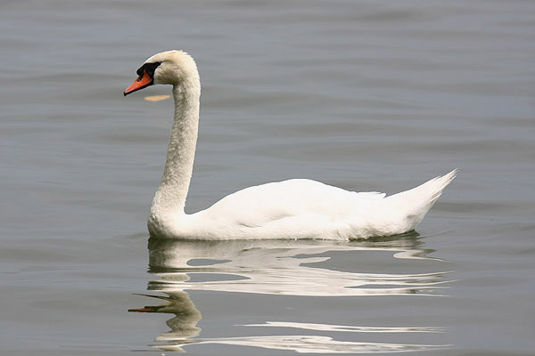 Mute Swan by Mick Dryden