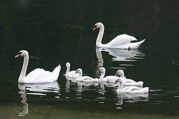 Mute Swans by Mick Dryden