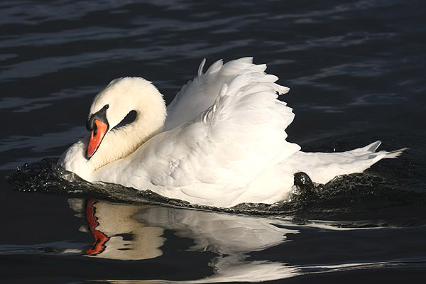 Mute Swan by Mick Dryden