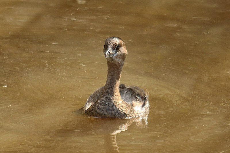 Pied-billed Grebe by Mick Dryden