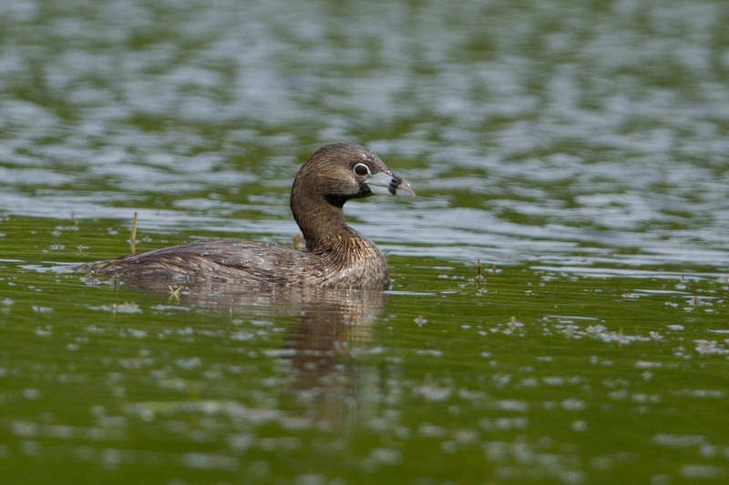 Pied-billed Grebe by Miranda Collett