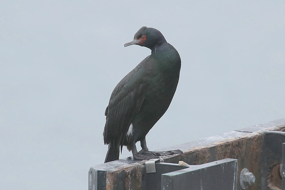 Pelagic Cormorant by Mick Dryden