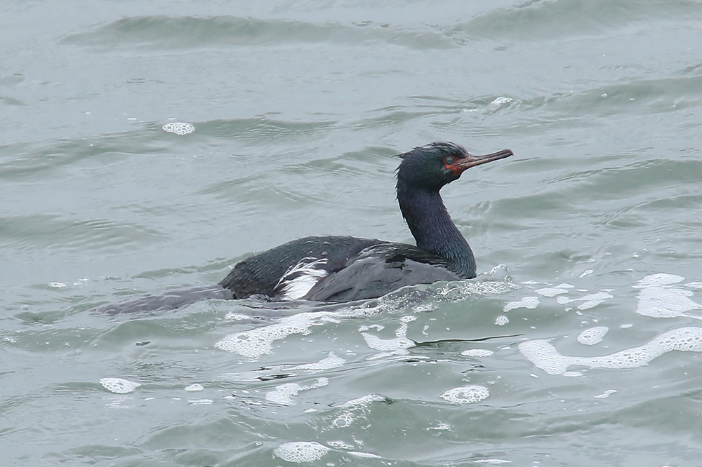 Pelagic Cormorant by Mick Dryden